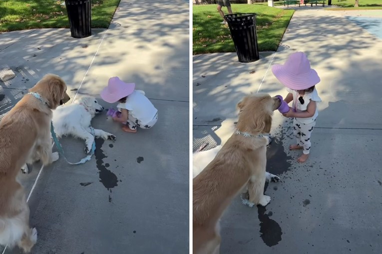 Heartwarming Video Shows Little Girl Protecting Her Golden Retrievers from Bees