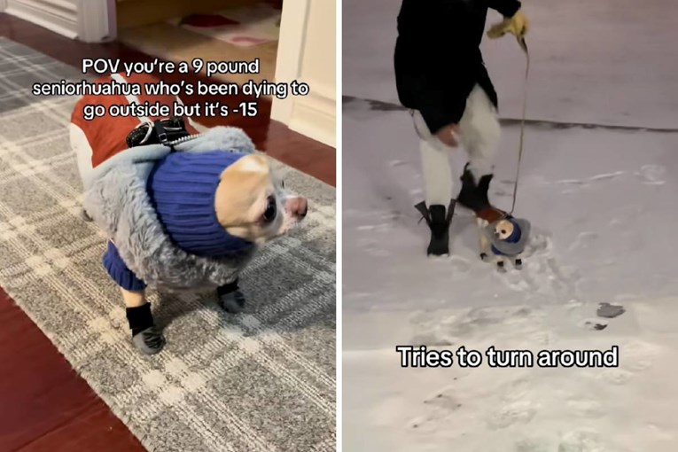 Chihuahua Eager for Walk in 5°F Cold, But Swiftly Rethinks Decision