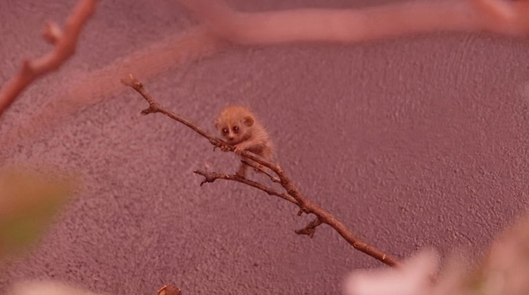 Many People Are Calling This the Cutest Animal in the World Do You Recognize It