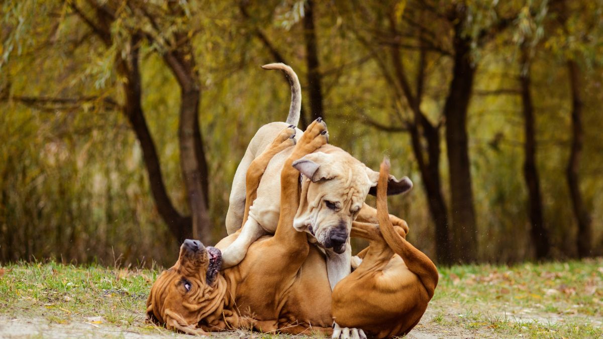 36 Most Aggressive Dog Breeds