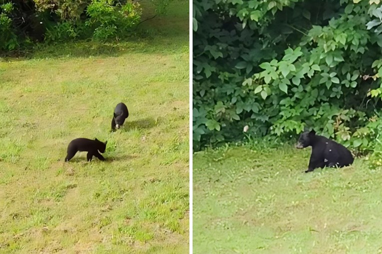 3 Playful Bear Cubs Melted the Internet With Their Adorable Antics
