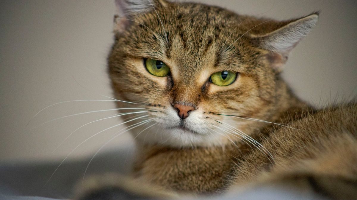 Signs Your Cat Is Secretly Mad at You