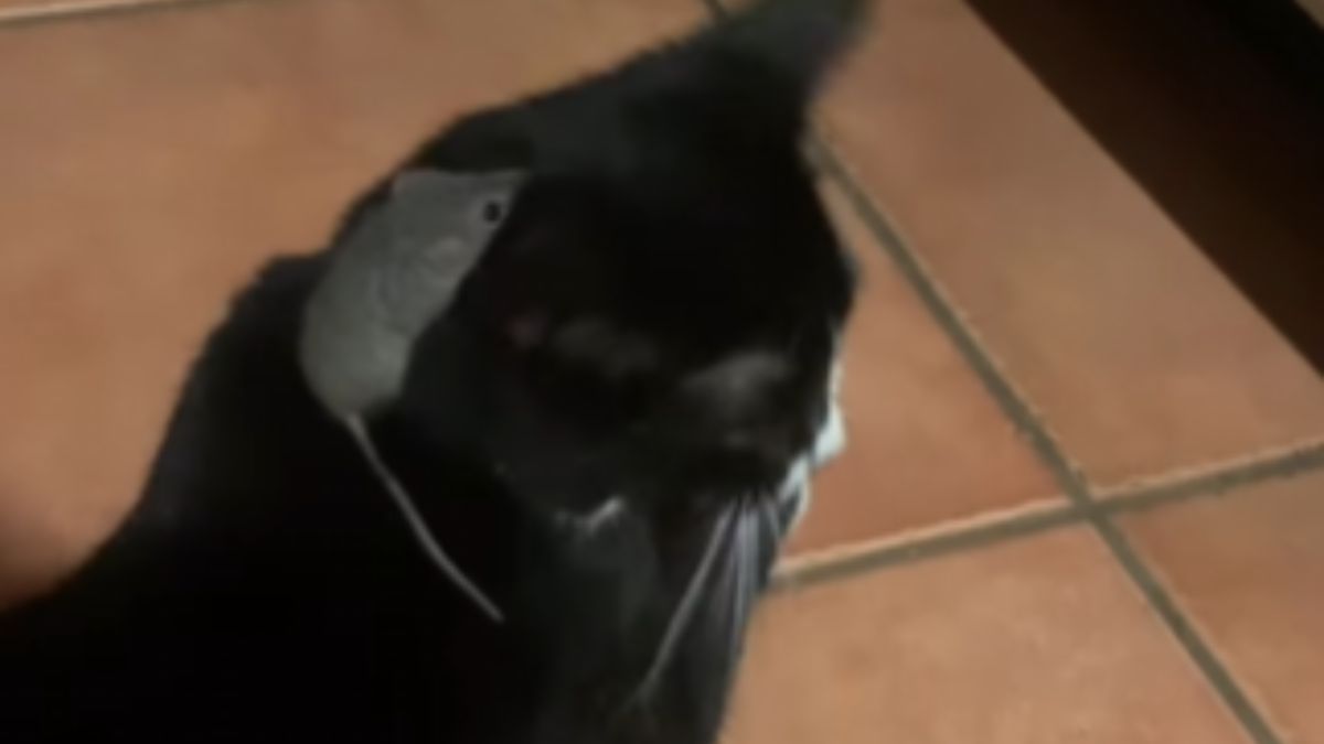 Cat and Mouse Chase Takes an Unexpected Turn When the Clever Rodent Finds the Perfect Escape
