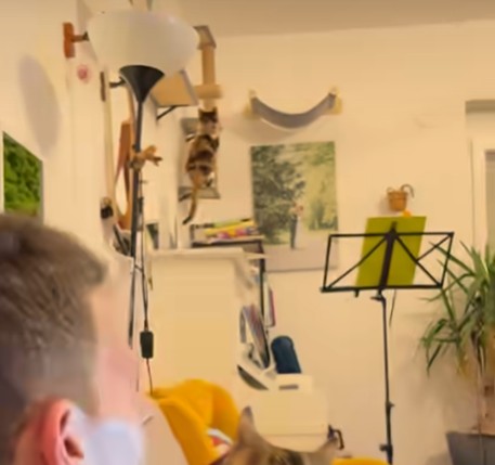 A Clumsy Cat Tried to Look Cool and the Video Delighted Cat Lovers Around the World