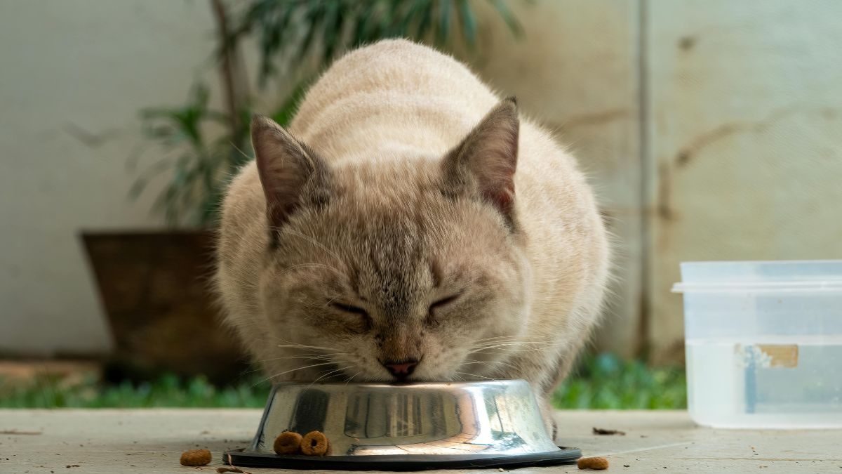 Why Cats Sometimes Eat With Their Eyes Closed
