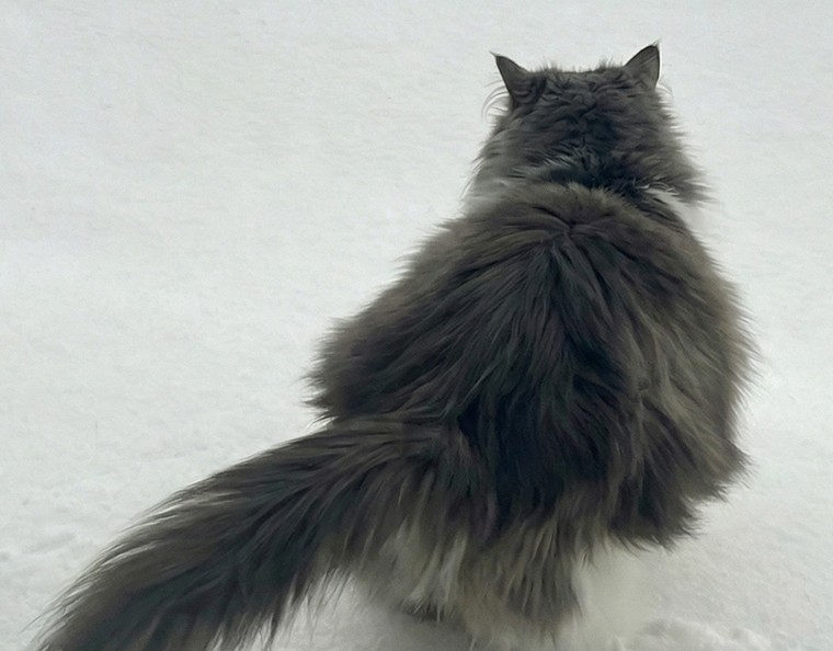 A House Cat Meets Snow for the First Time and Immediately Says No