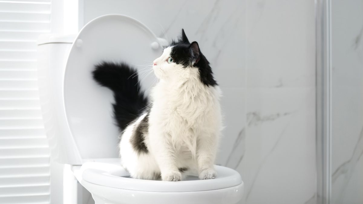 The Real Reason Your Cat Follows You Into the Bathroom Is Simpler Than You Think