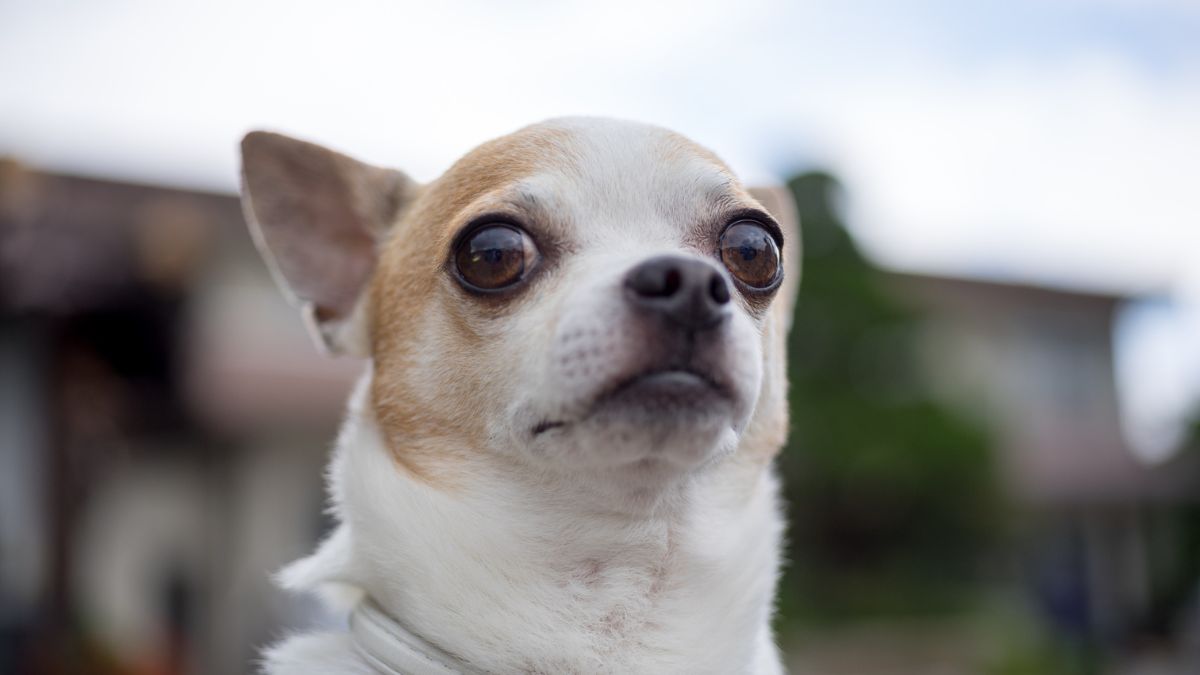 Owner Took His Chihuahua to the Emergency Vet and Spent $500 Only to Watch Her Sprint Around the Yard When They Got Home
