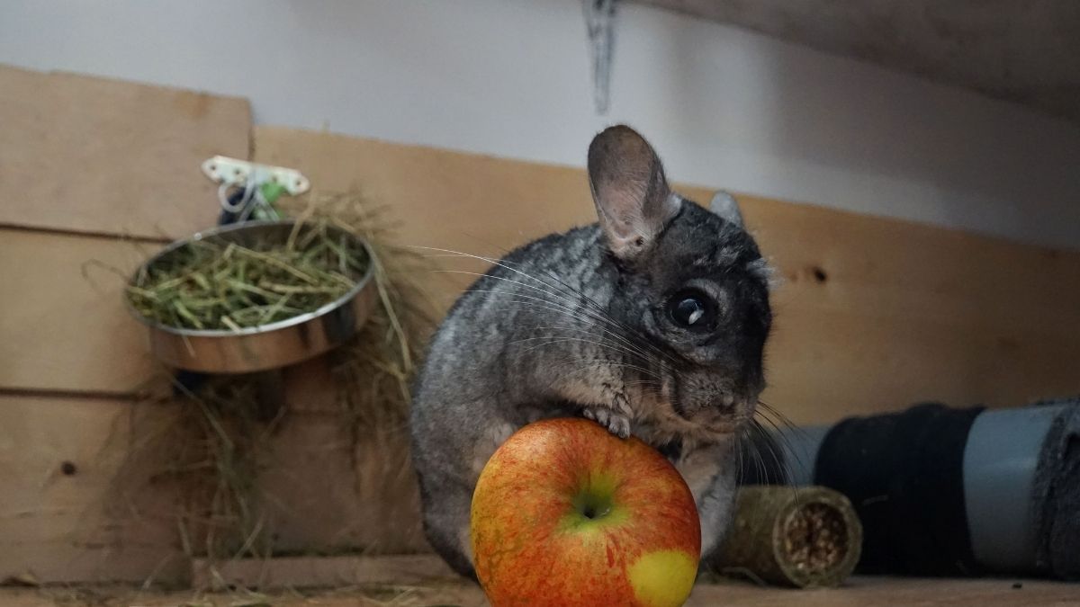 32 Exotic Pets That Are Surprisingly Legal