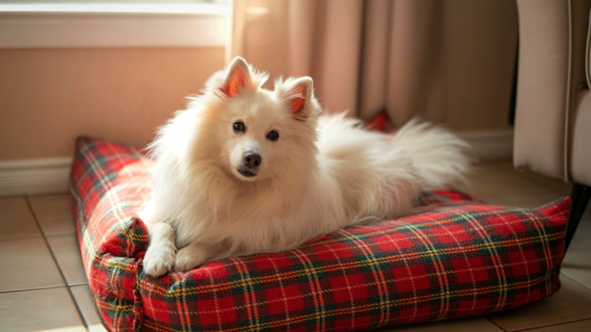 5 Types Of People Who Probably Should Not Own A Dog