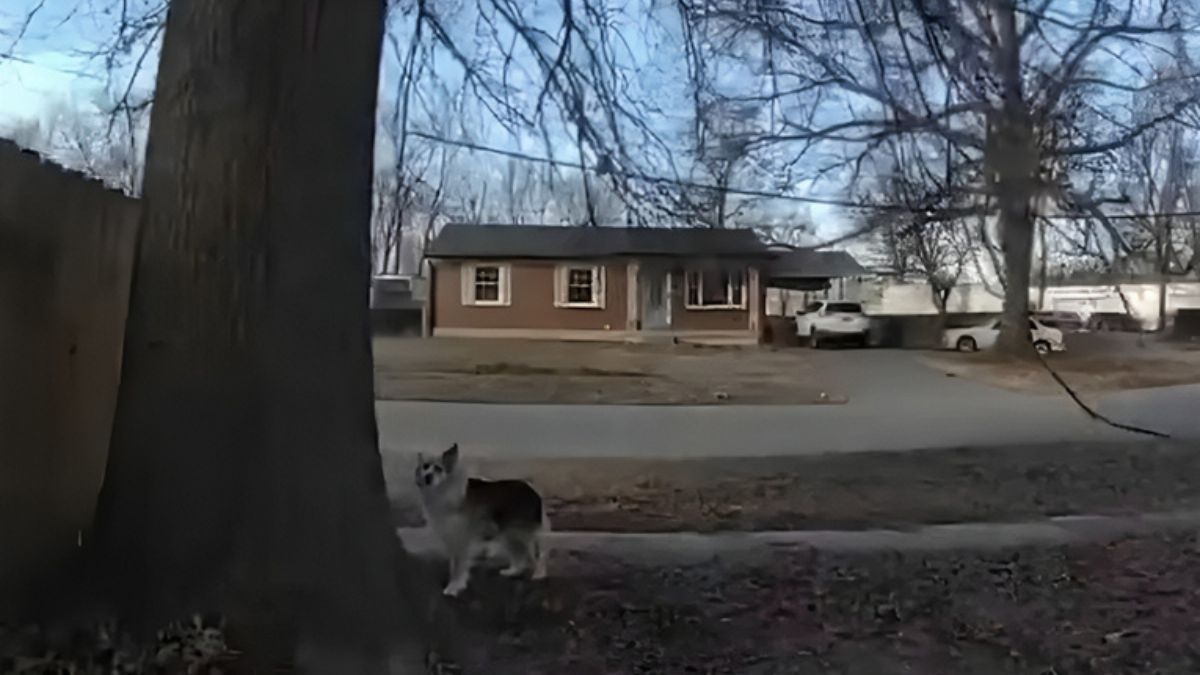 A Neighborhood Dog Used Its Barking to Guide Police Right to a Missing Toddler