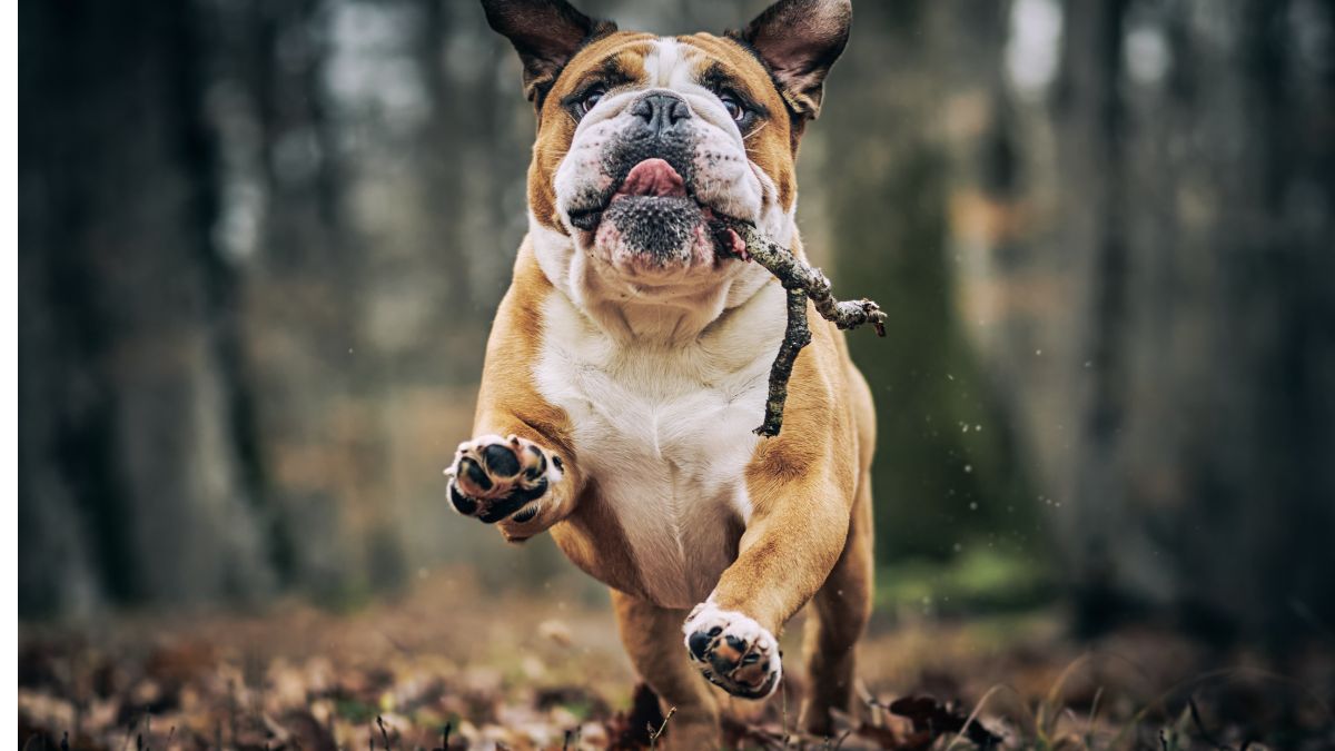 5 Common Dog Behaviors That Owners Tend to Misread According to a Trainer