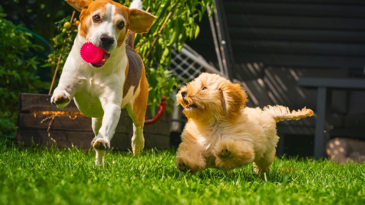 8 Signs Your Dog Might Be Smarter Than You Think