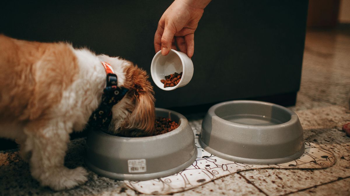 The Most Dangerous Foods to Give Your Dog