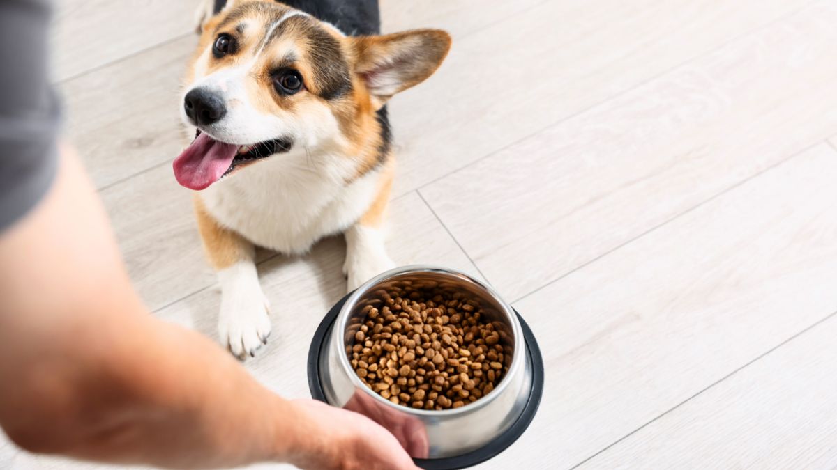 The 5 Best and Worst Foods for Dogs According to a Veterinarian