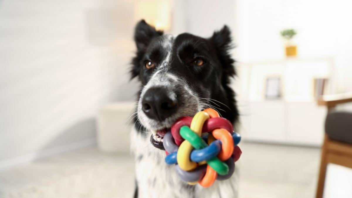 Subtle Signs Your Dog Respects You as the Leader of the Pack