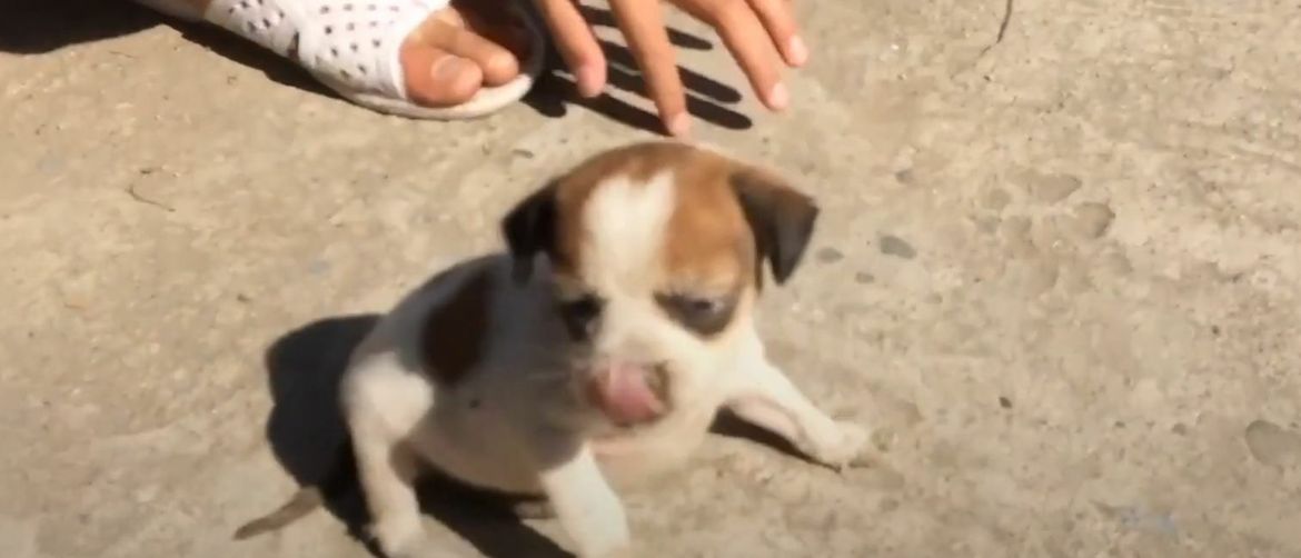 Heartwarming Puppy Rescue Footage Restores Viewers’ Faith in Humanity
