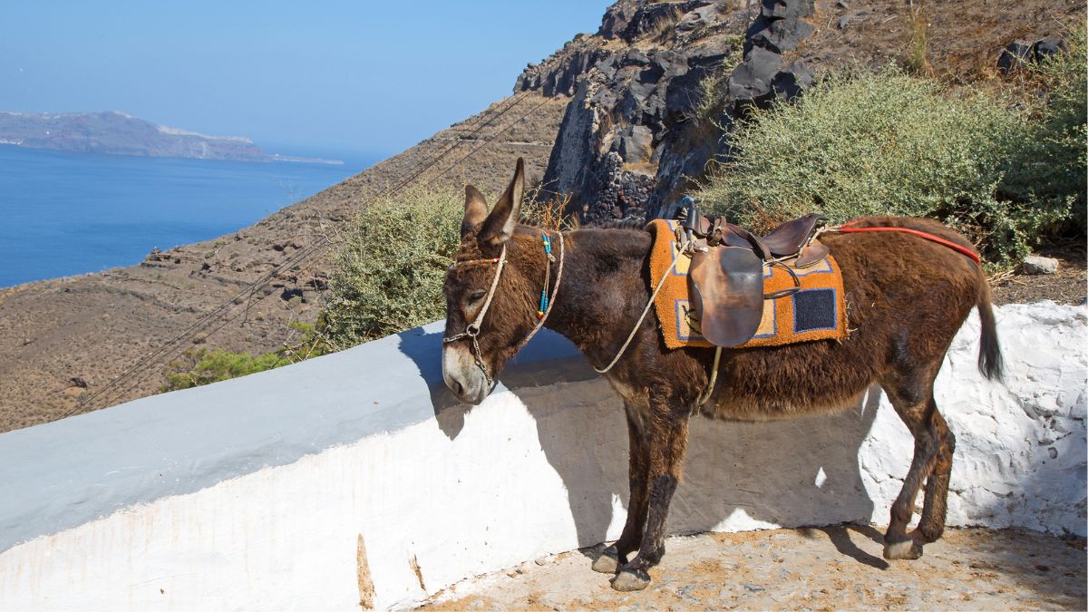 Santorini Is Now Enforcing a 220-Pound Weight Limit for Tourists Who Ride Donkeys