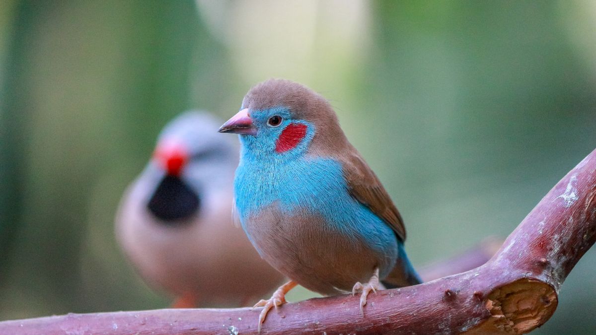 20 Exotic Birds You Can Keep as Pets