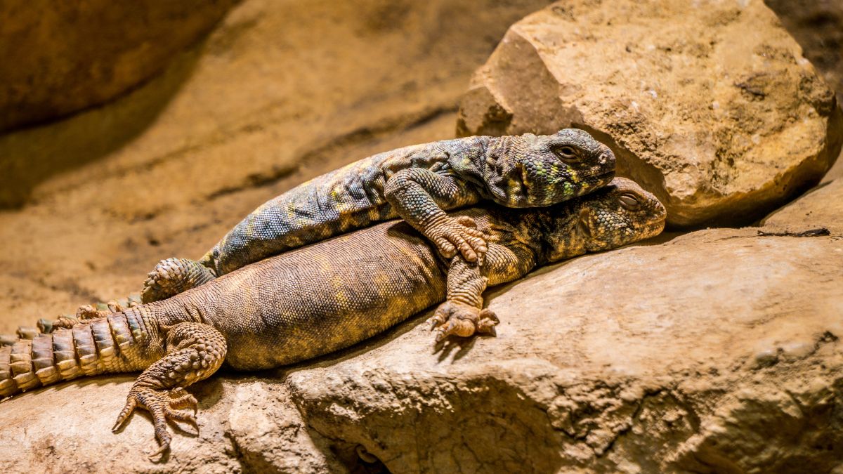 The Most Dangerous Animals in North America You Could Encounter