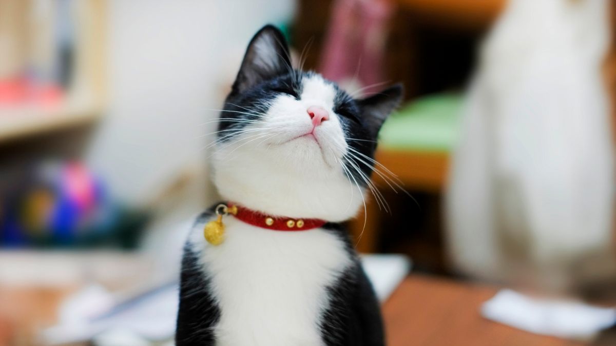 Signs Your Cat Is Happy and Loves You