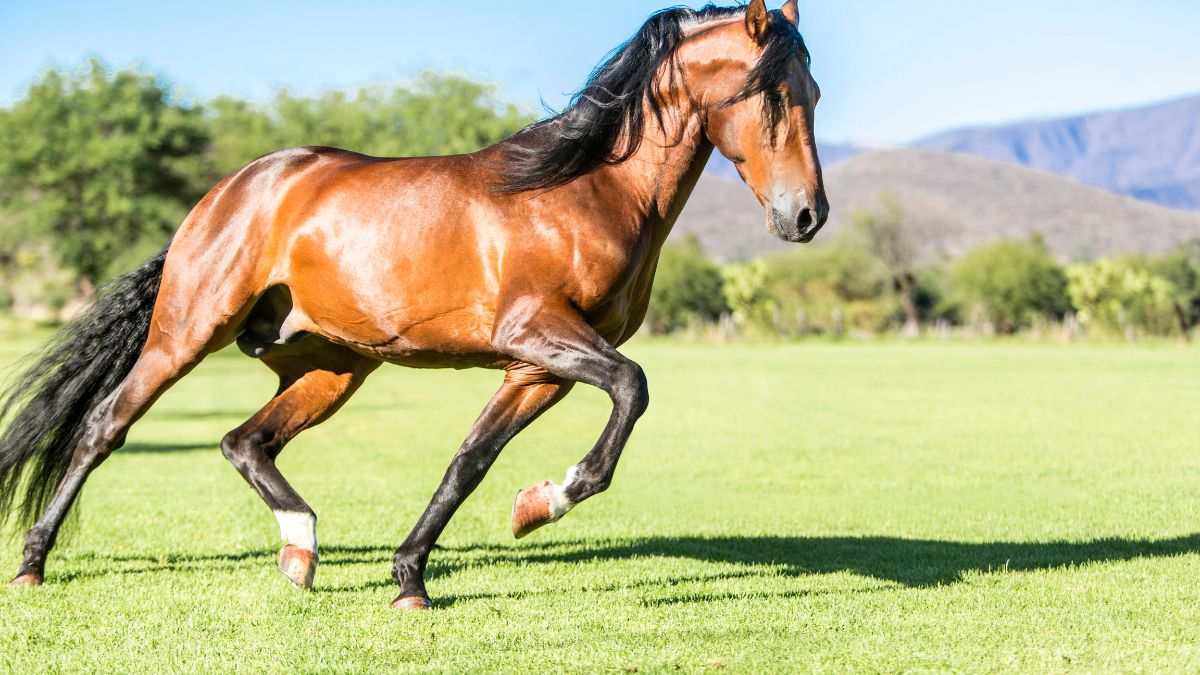 25 Facts About Horses You Didn’t Know