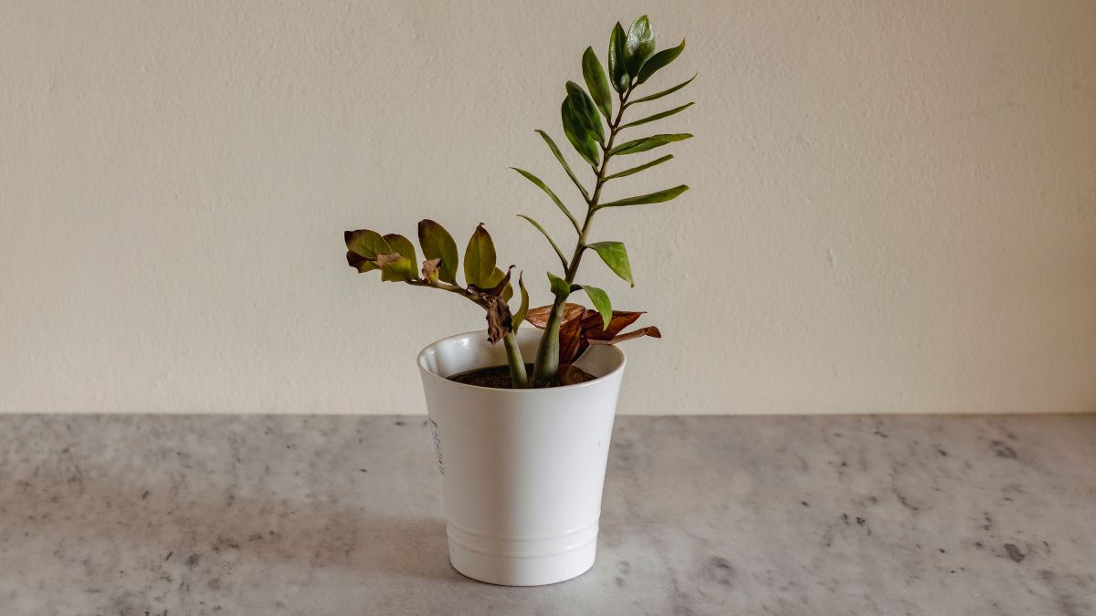Signs Your House Plant Is Dying and How to Save It