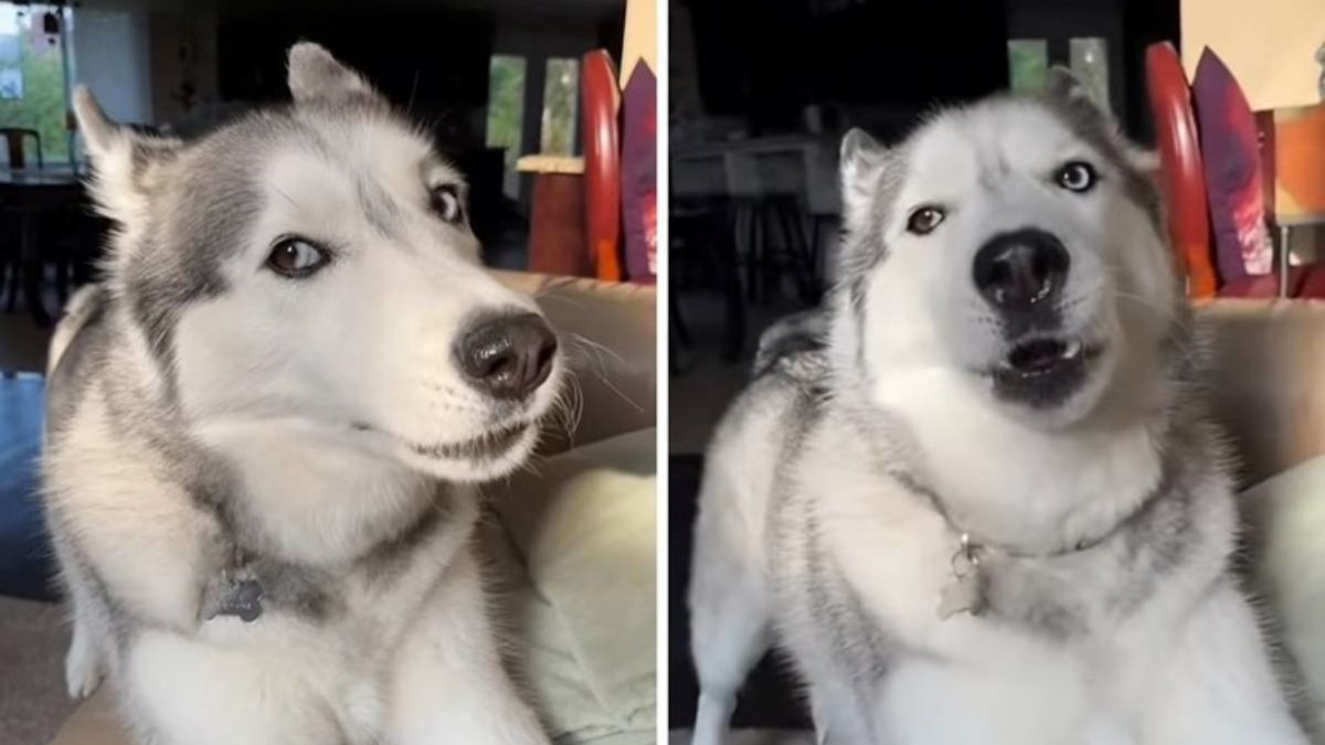Adorable Husky Wins Over the Internet With Her Constant Grumbling: “She Really Thinks She Is a Person”
