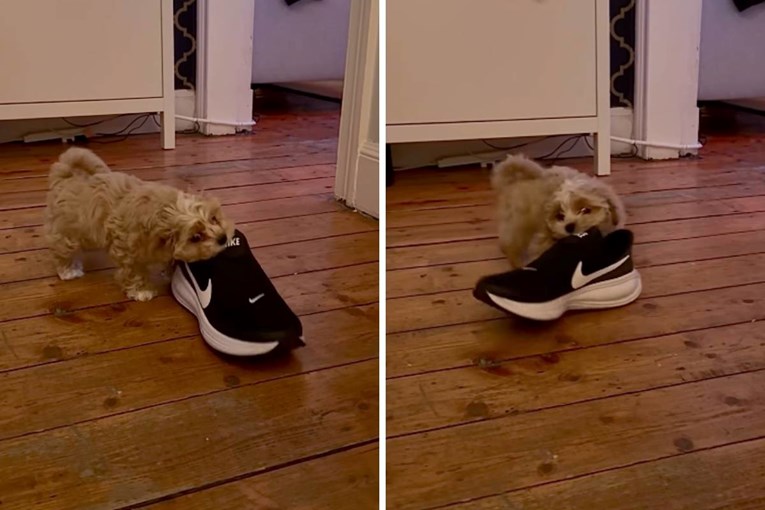 Owner Catches Little Shih Tzu Stealing a Sneaker in an Adorable Video