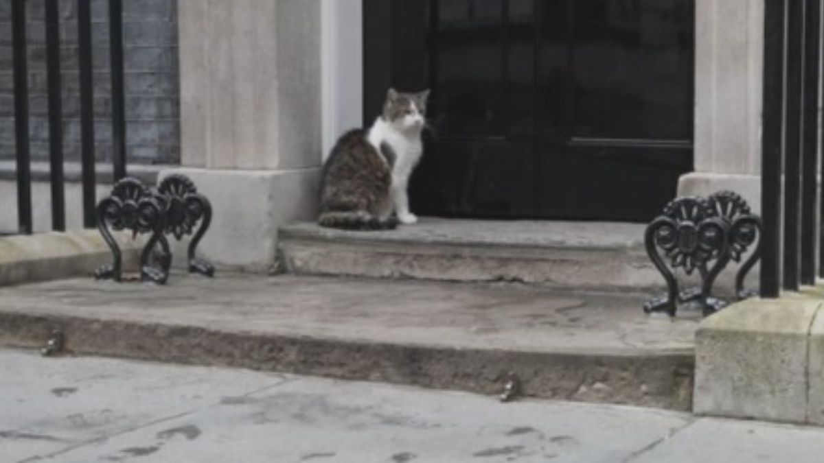 Larry The Cat Celebrates 15 Years In Downing Street