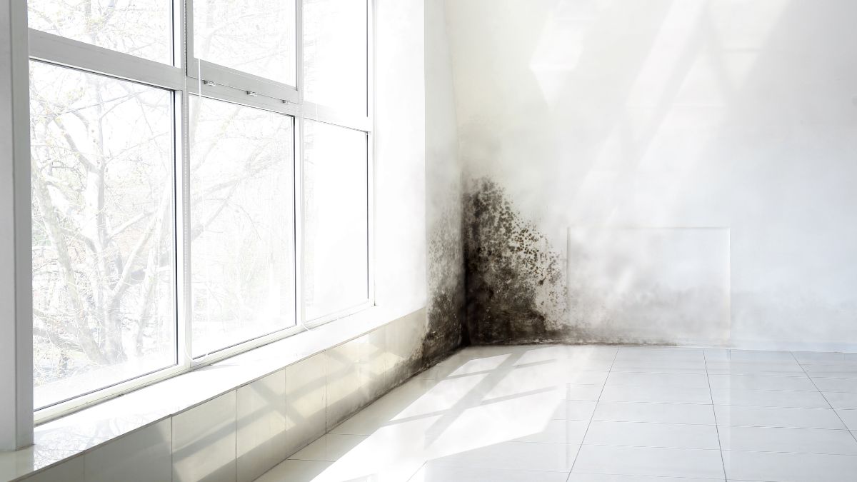 Subtle Signs Your House Has a Mold Problem That You Are Missing