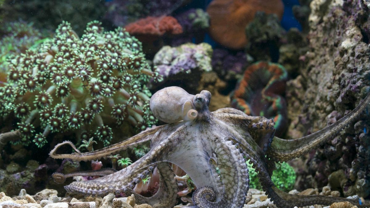 40 Animals That Are Smarter Than You Think