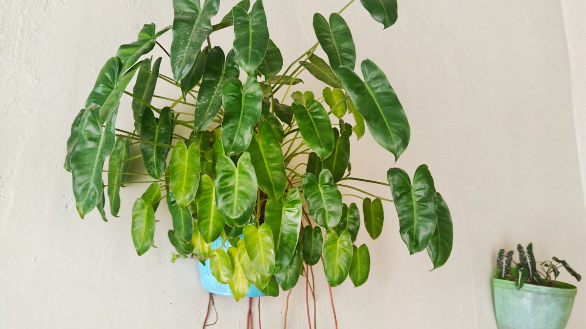 Plants That Bring Bad Luck and Negative Energy into Your Home