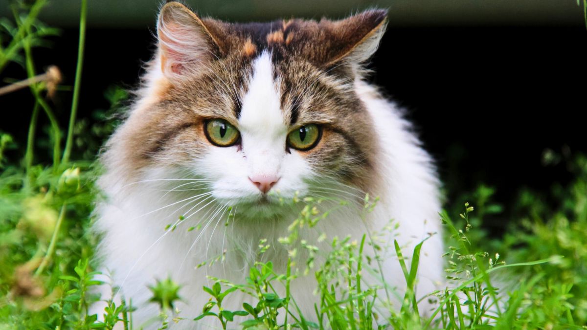 The Most Dangerous Plants for Pets That Might Be in Your House