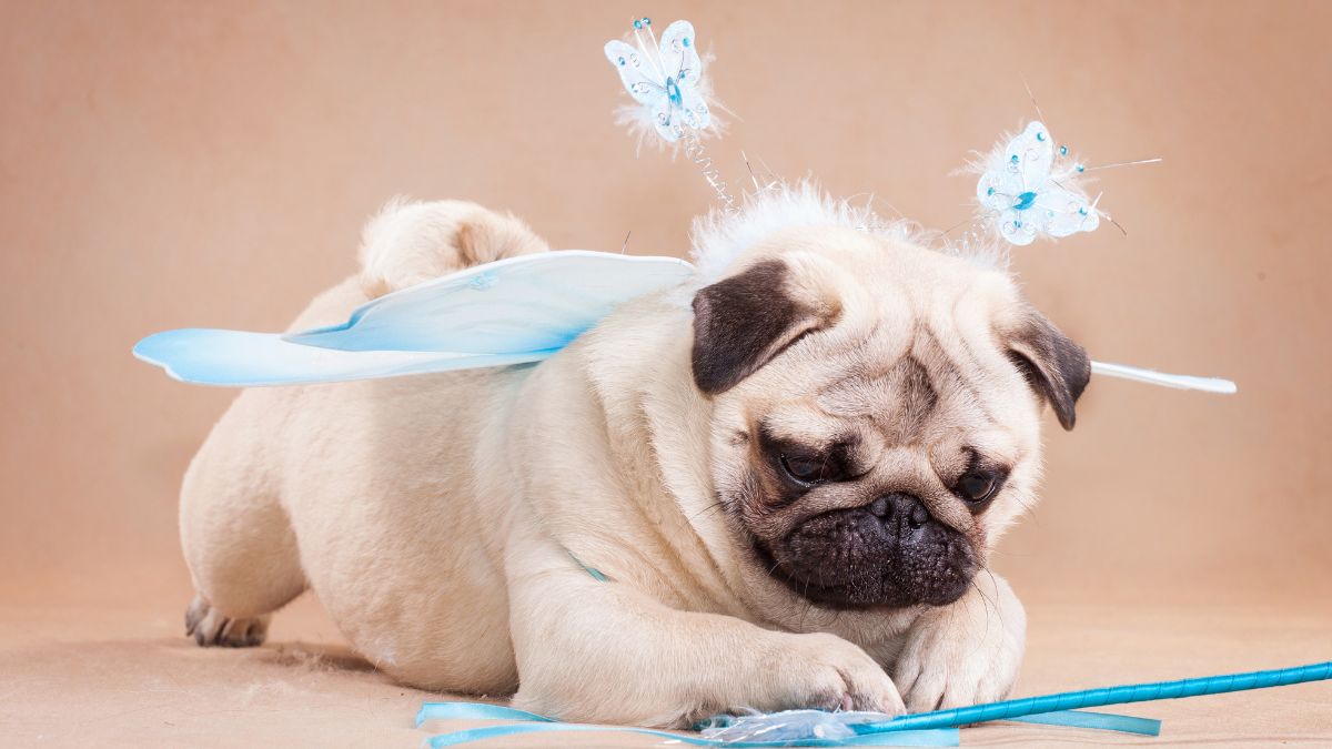 The Best Breeds of Dogs for Apartment Living