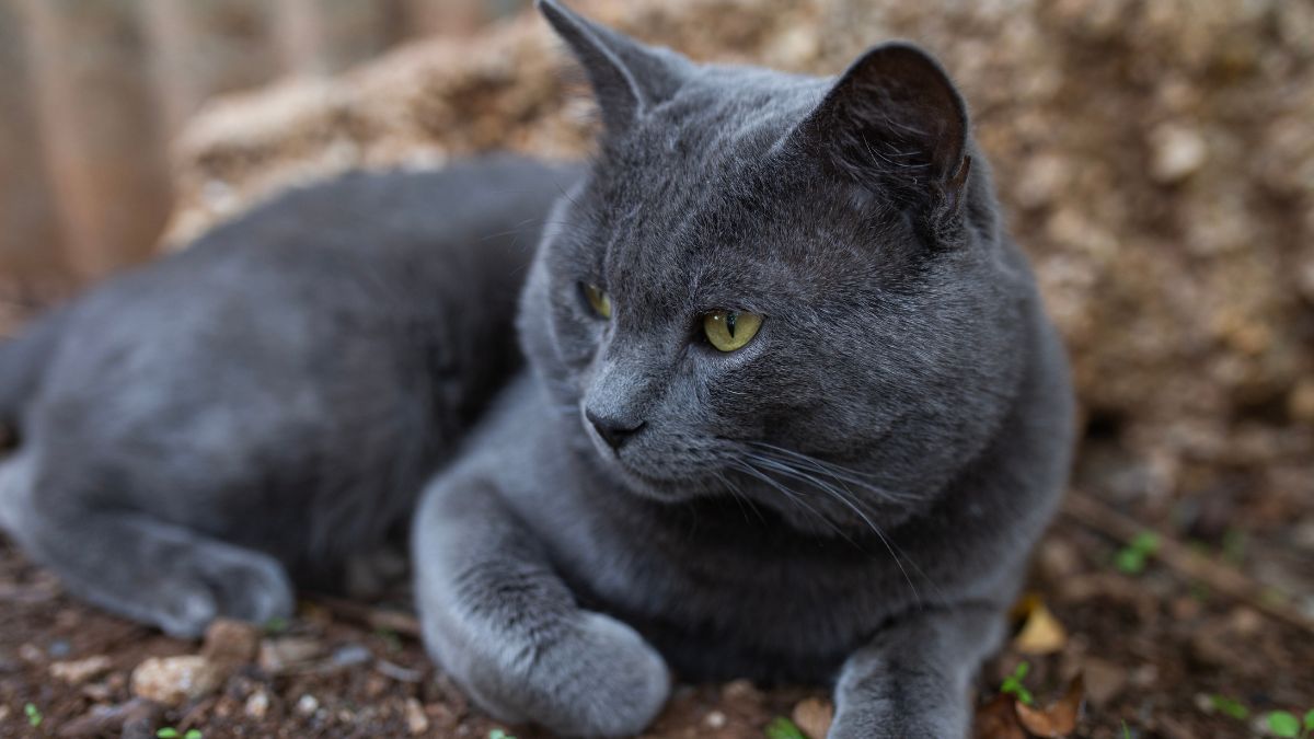 The Best Breed of Cat to Own Based on Your Personality Type