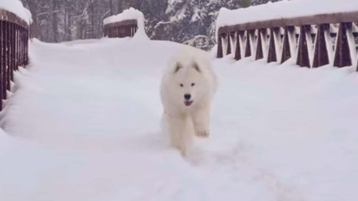 An Adorable Samoyed Named Stormy Is Going Viral for Her Love of Snow in Alaska