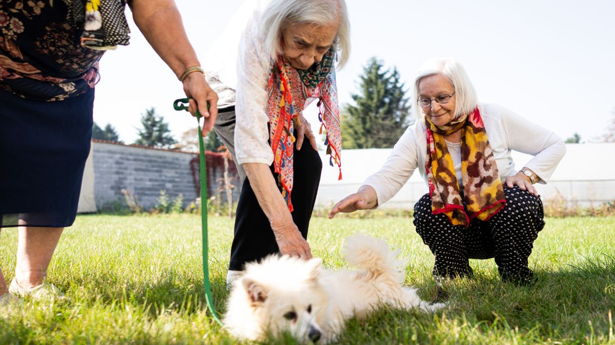 The Best Dog Breeds for Seniors Looking for a Companion