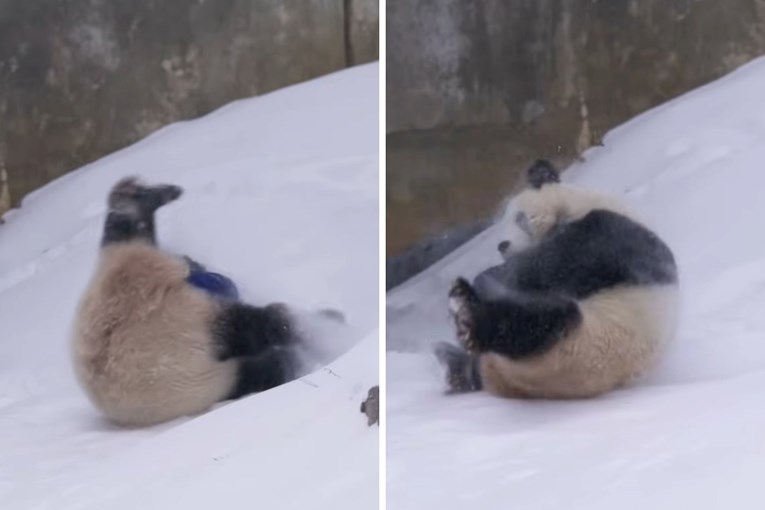 Snow Falls in Washington and the Pandas Could Not Be Happier