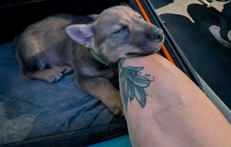 Owner Worried Flying With a Puppy Would Be Chaos but Reality Surprised Him