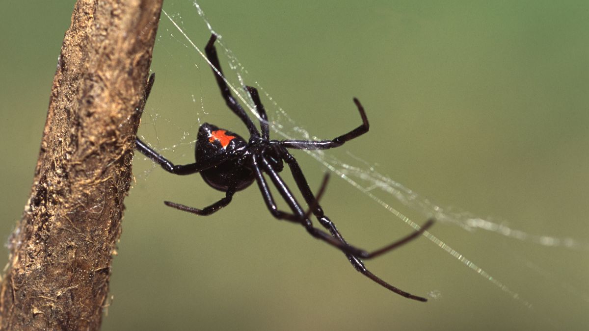 The Most Dangerous Spiders You Might Find in Your Home