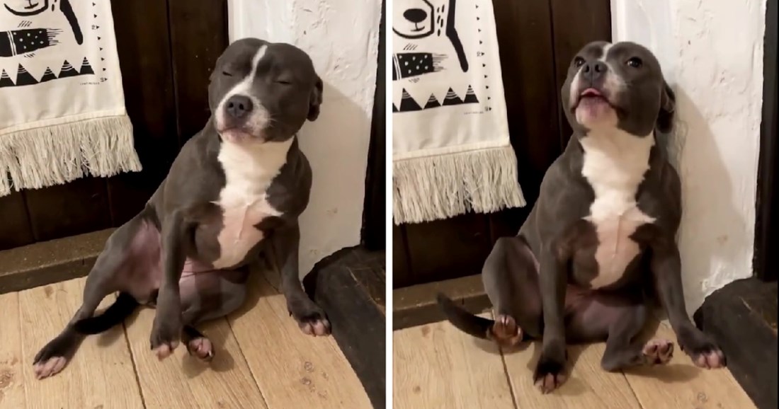 Adorable Staffordshire Pup Can’t Decide Whether to Take a Bath or Upset Her Owner