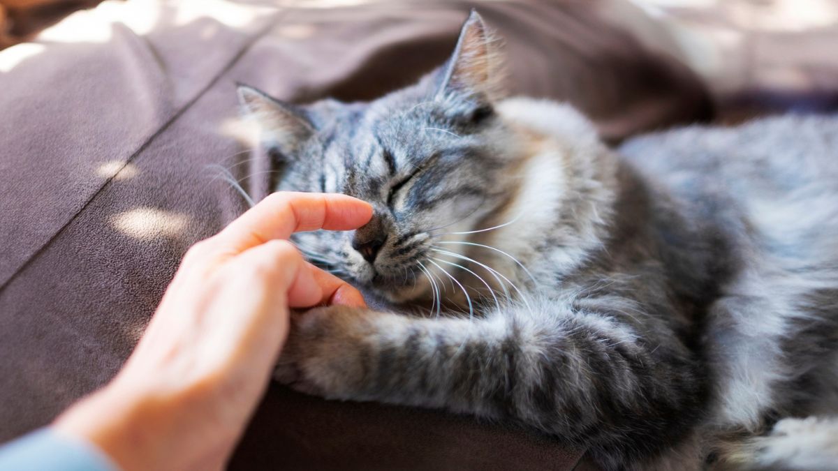 10 Fascinating Facts About Tabby Cats You Probably Didn’t Know