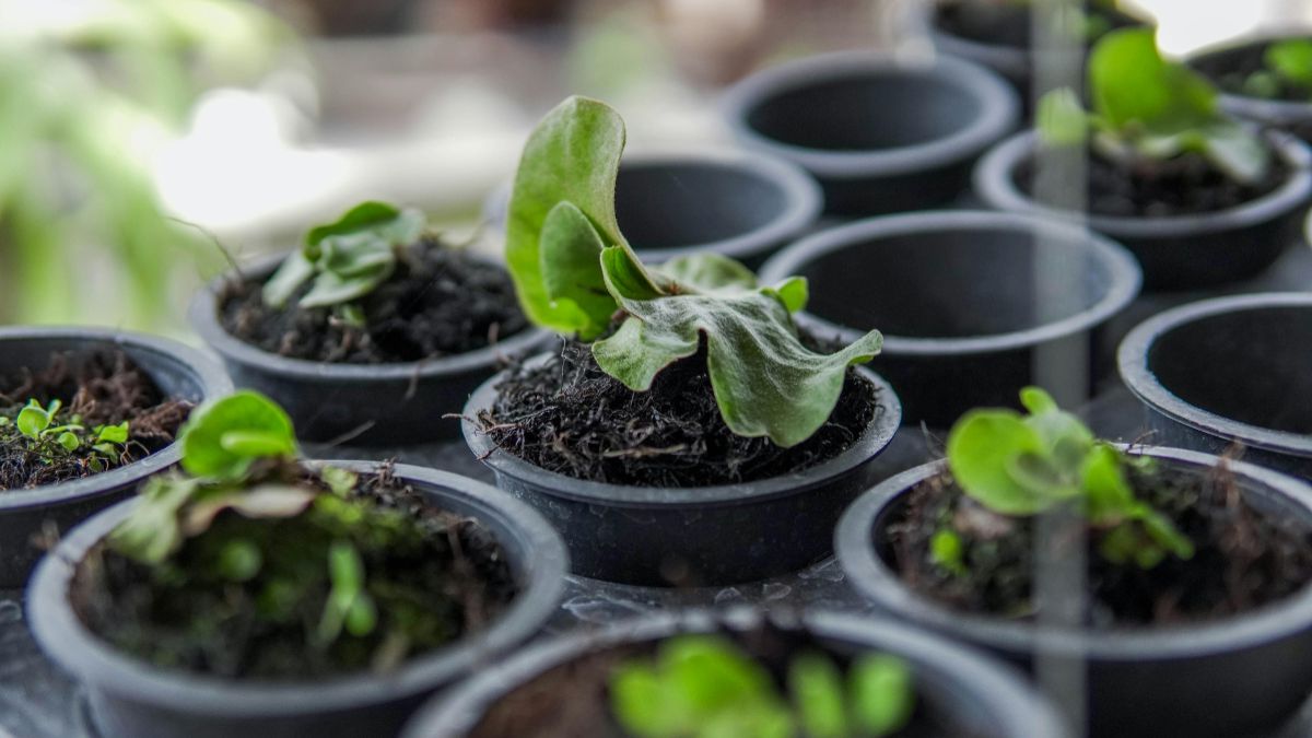 The Best Vegetables to Grow in Pots for Beginners