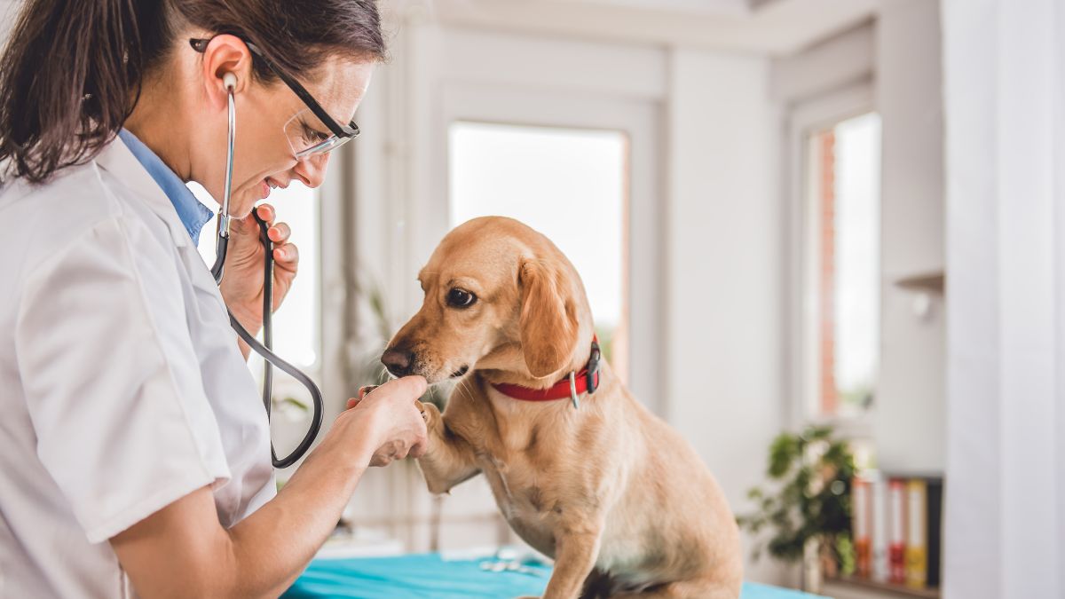 Things Veterinarians Wish You Would Stop Doing to Your Pets Behind Closed Doors