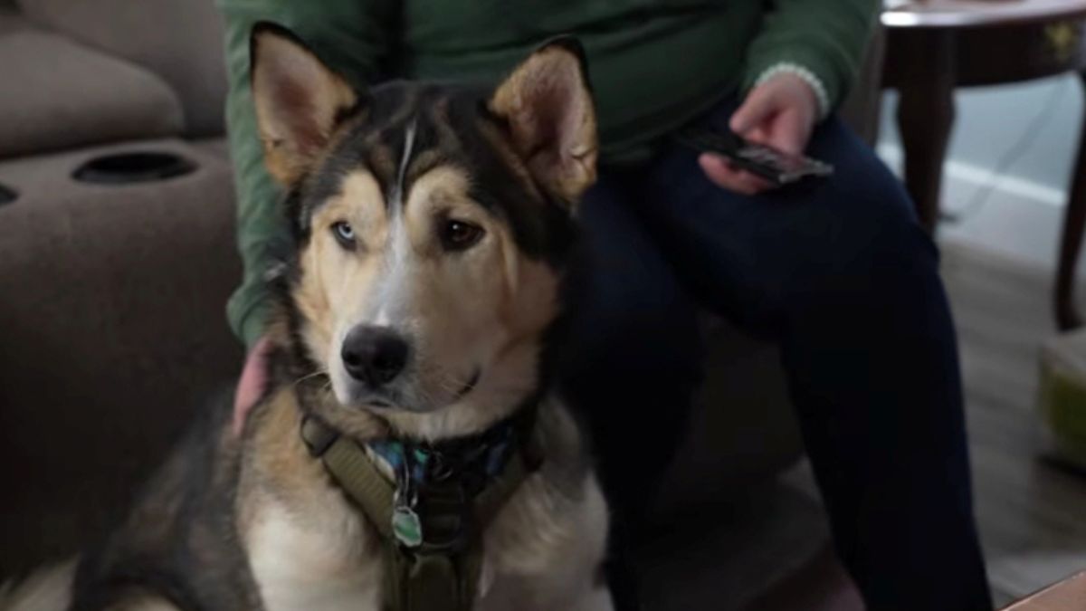 Husky Accidentally Overdosed on Cocaine During Walk, Saved by Veterinarians