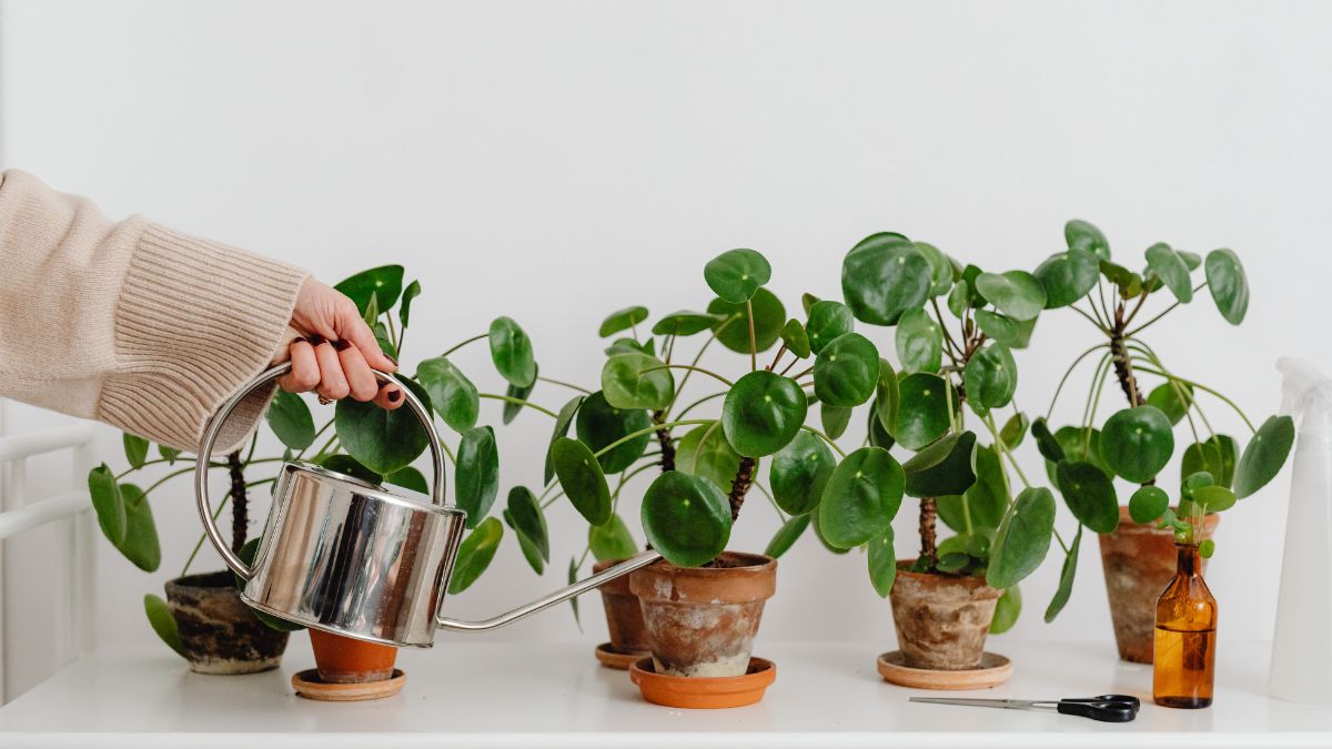 The Best Time of Day to Water Your Plants for Maximum Growth