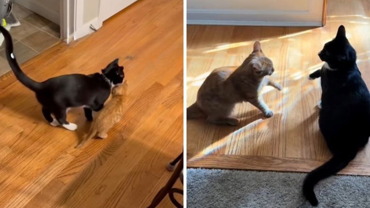 A Cat Got Even With the Brother Who Bullied Him as a Kitten and the Video Went Viral
