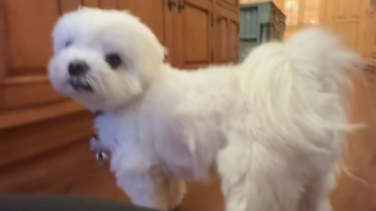 Dog Owner Asks for a Paw and Wasn’t Ready for the Clever Response