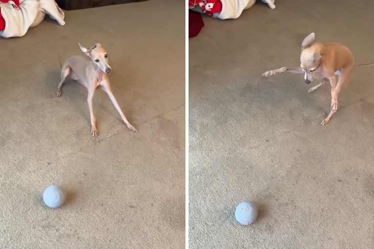 Dog’s Hilarious Reaction to Vibrating Ball Takes TikTok by Storm